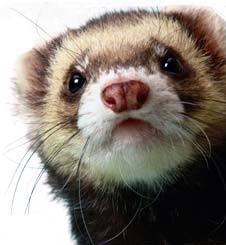 Ferret